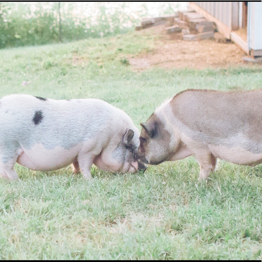 Meet your Posher, Kailey